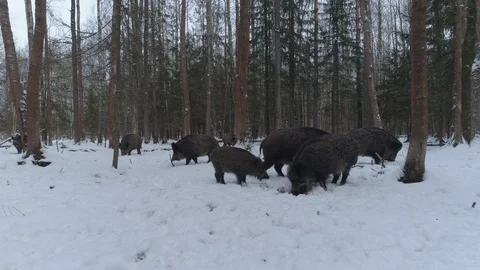 Wild boar (sus scrofa) in winter forest from above. Stock Footage 125068291