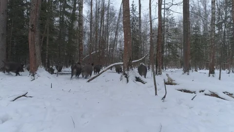 Wild boar (sus scrofa) in winter forest from above. Stock Footage 125068640