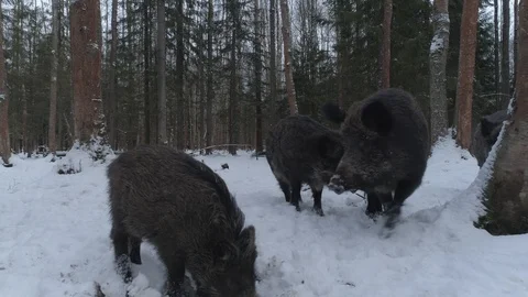 Wild boar (sus scrofa) in winter forest from above. Stock Footage 125068696