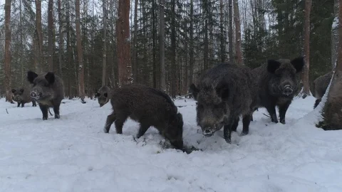 Wild boar (sus scrofa) in winter forest from above. Stock Footage 125068732