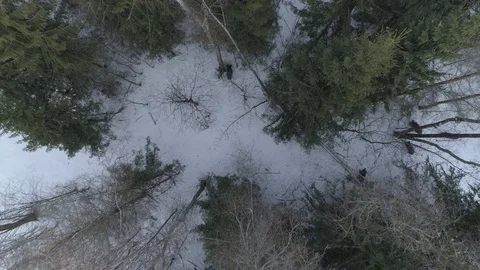 Wild boar (sus scrofa) in winter forest from above. Stock Footage 125068827