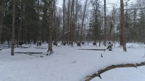 Wild boar (sus scrofa) in winter forest from above. Stock Footage 125068910