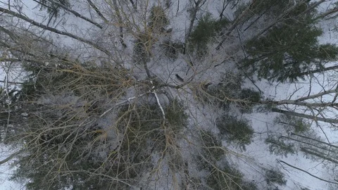 Wild boar (sus scrofa) in winter forest from above. Stock Footage 125069796