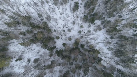 Wild boar (sus scrofa) in winter forest from above. Stock Footage 125070428