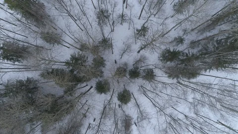 Wild boar (sus scrofa) in winter forest from above. 스톡 동영상 125071090