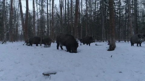 Wild boar (sus scrofa) in winter forest from above. Stock Footage 125072565