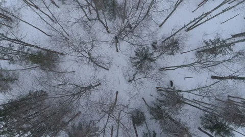 Wild boar (sus scrofa) in winter forest from above. Stock Footage 125072578