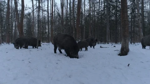 Wild boar (sus scrofa) in winter forest from above. Stock Footage 125073258