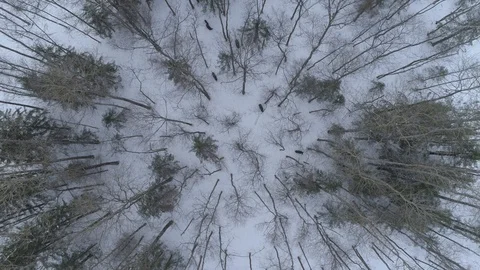 Wild boar (sus scrofa) in winter forest from above. Stock Footage 125073291
