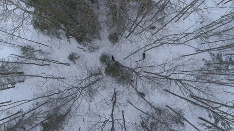 Wild boar (sus scrofa) in winter forest from above. Stock Footage 125073539