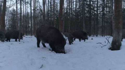 Wild boar (sus scrofa) in winter forest from above. Stock Footage 125073582