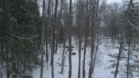 Wild boar (sus scrofa) in winter forest from above. Stock Footage 125073763