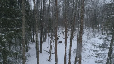 Wild boar (sus scrofa) in winter forest from above. Stock Footage 125074102