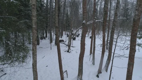 Wild boar (sus scrofa) in winter forest from above. Stock Footage 125075627