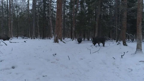 Wild boar (sus scrofa) in winter forest from above. Stock Footage 125075809