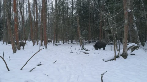 Wild boar (sus scrofa) in winter forest from above. Stock Footage 125076402