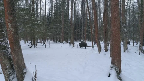 Wild boar (sus scrofa) in winter forest from above. Stock Footage 125076605