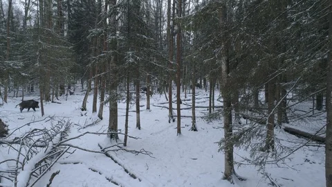 Wild boar (sus scrofa) in winter forest from above. Stock Footage 125077059