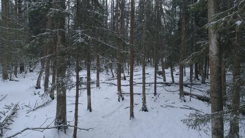 Wild boar (sus scrofa) in winter forest from above. Stock Footage 125077428