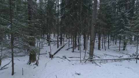 Wild boar (sus scrofa) in winter forest from above. Stock Footage 125077618