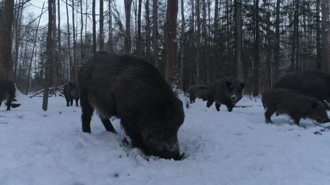 Wild boar (sus scrofa) in winter forest from above. Stock Footage 125080900