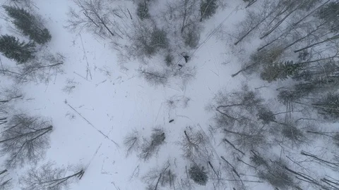 Wild boar (sus scrofa) in winter forest from above. Stock Footage 125080991