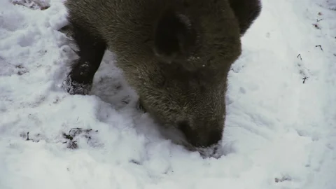 Wild boar, Sus scrofa, in winter, looking for food in the snow. Close-up. Stock Footage 214389940