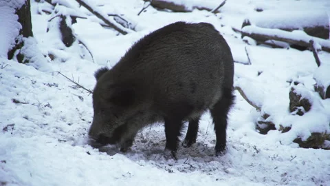 Wild boar, Sus scrofa, in winter, looking for food in the snow. Close-up. Stock Footage 258042817