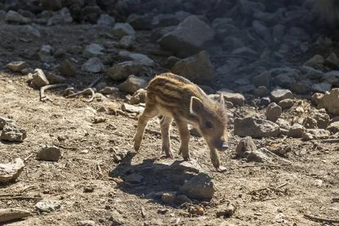 Wild boar - Sus scrofa - young in the forest in its natural habitat. Photos o Stock Photos