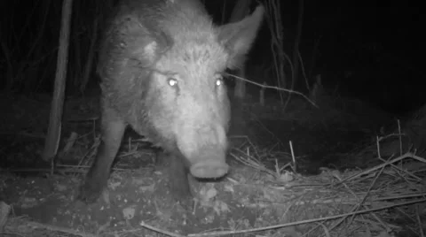 Wild Boar Talking 스톡 동영상 57750119