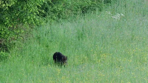 Wild boar in the tall grass Stock Footage 301783718