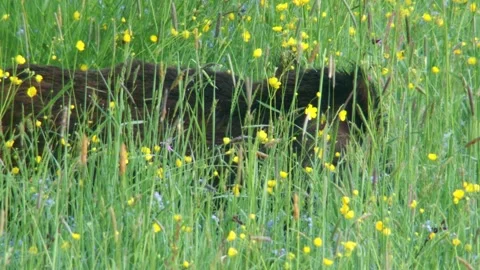 Wild boar in the tall grass in spring (close-up) Stock Footage 301783759