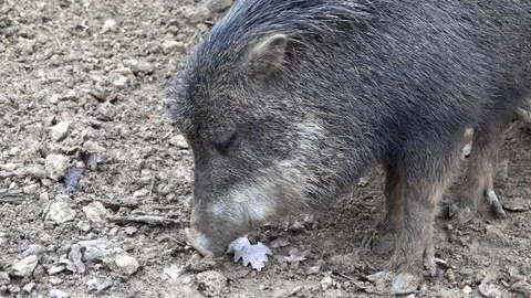 Wild boar - Tayassu pecari digging a snout into the ground Video stock 122686809