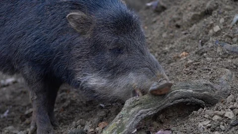 Wild boar -  Tayassu pecari digging a snout into the ground Video stock 122687531