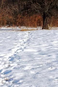 Wild boar tracks Stock Photos