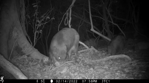 Wild boar on trail cam foraging for food Stock Footage 197613243