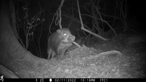 Wild boar on trail camera Stock Footage 197613194