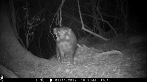 Wild boar on trail camera in Japan Stock Footage 197613199