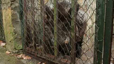 Wild Boar In a Trap Cage Outside Видео 99662770