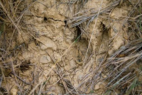 Wild boar tread Stock Photos