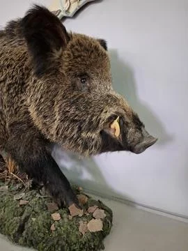 Wild boar trophy mounted in rustic interior 库存照片