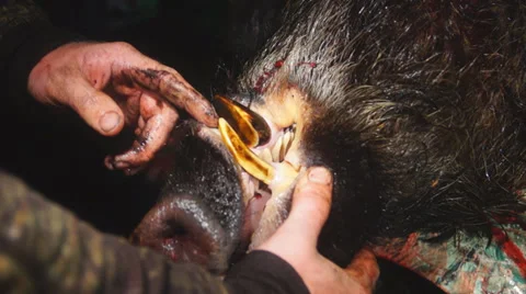 Wild Boar Tusks Stock Footage 37322244