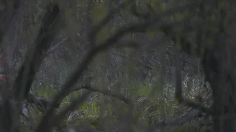 Wild boar. Twilight. Video stock 708156