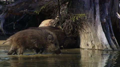 Wild boar wading through shallow water while foraging for food Stock Footage 321883262