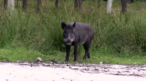 Wild boar walk by in the forest Stock Footage 55858611