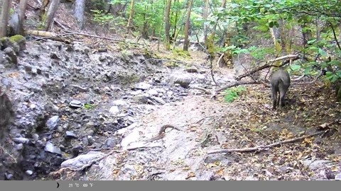 Wild Boar Walking and Foraging in Forest Ravine Captured on Trail Camera Stock Footage 341805835