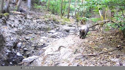 Wild Boar Walking and Foraging in Forest Ravine Captured on Trail Camera Stock Footage 341805961