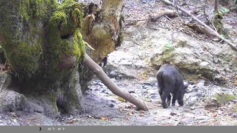 Wild Boar Walking Away in Dry Forest Creek Bed - Trail Cam Footage Stock Footage 341804399