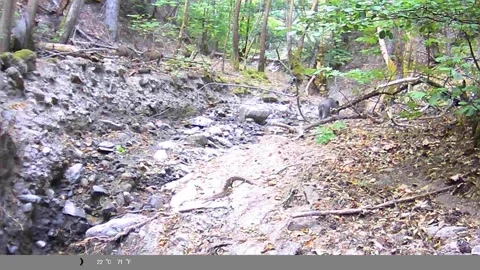 Wild Boar Walking Away Through Rocky Forest Ravine Captured on Trail Camera Stock Footage 341806037