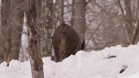 Wild boar walking away wagging tail slow motion Stock Footage 87247915